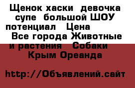 Щенок хаски, девочка супе, большой ШОУ потенциал › Цена ­ 50 000 - Все города Животные и растения » Собаки   . Крым,Ореанда